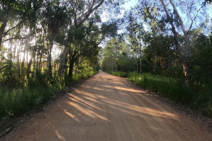 a tree on the side of a road