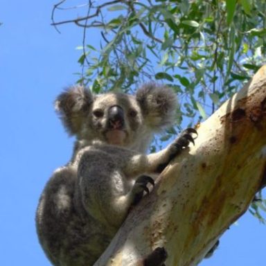 a koala hanging on a tree branch