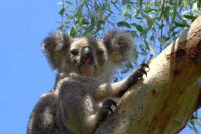 a koala hanging on a tree branch