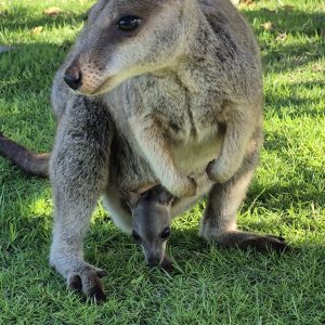 Kangaroo with joey in pouch standing on grass.
