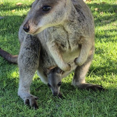 Kangaroo with joey in pouch standing on grass.